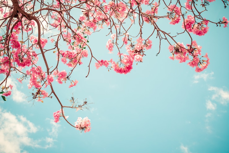 Photo beautiful sakura flower (cherry blossom) in spring
