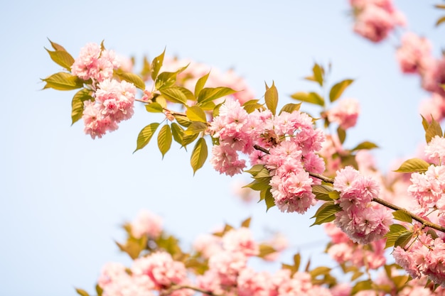 美しい桜の花