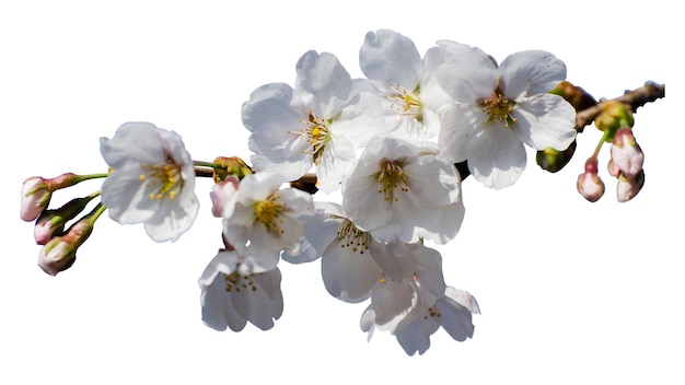 藍天背景上美麗的桜花和<unk>花