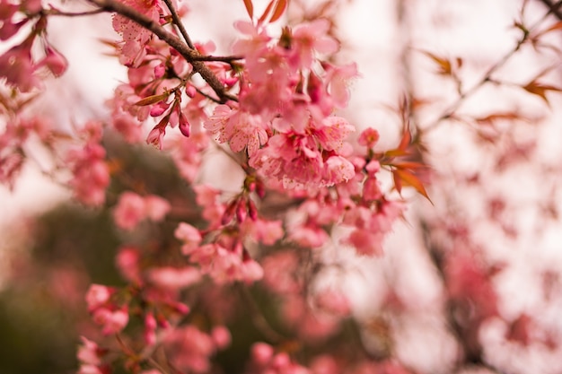 Beautiful Sakura flowers or cherry blossom flower in winter