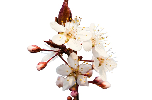 美麗的<unk>花在白色背景上孤立,花朵被剪下