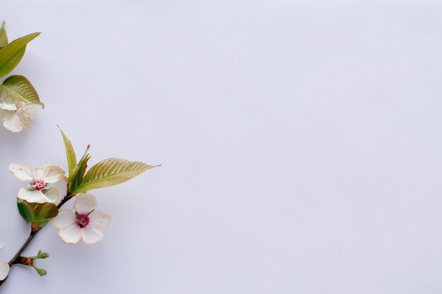 Photo beautiful sakura flowers on white paper is very charming and really natural background