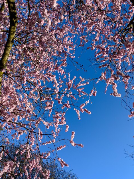 Beautiful sakura tree in the park