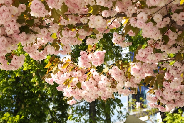 晴れた春の日の美しい桜の木