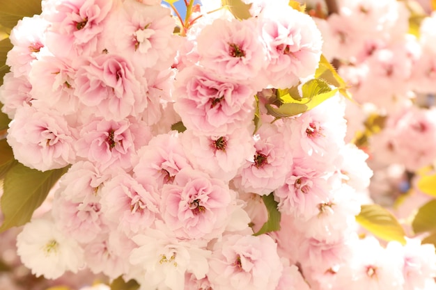 Beautiful sakura tree in sunny spring day