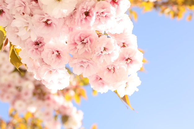 晴れた春の日の美しい桜の木