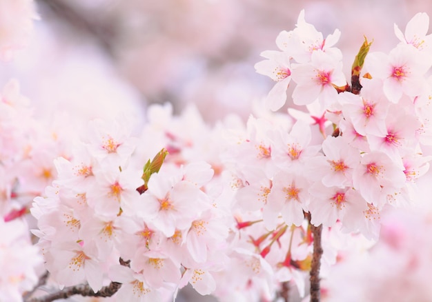 Beautiful Sakura