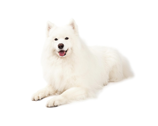 Beautiful Samoyed Dog Laying