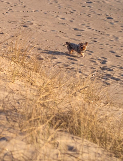 クライペダリトアニアの日没時のバルト海のビーチの砂丘の美しい砂と犬