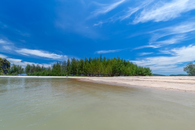 Красивые песчаные пляжи и сосновые деревья в Paradise Islandin Krabi Thailand