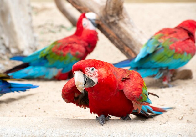 美しい緋色のコンゴウインコ