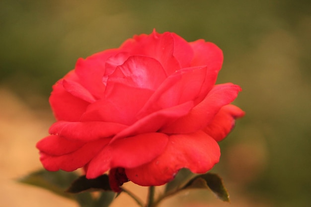 A beautiful scarlet rose has opened its bud and smiles at the sun