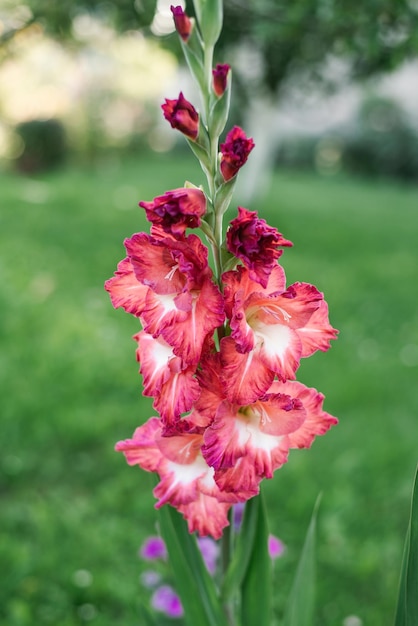 Photo beautiful scarlet and white gladioli in the garden