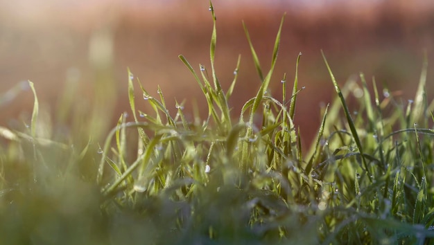 Beautiful scene with grass at sunrise and water drops