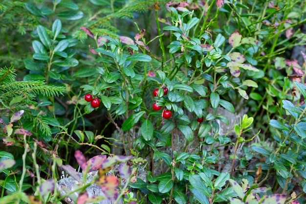 Photo beautiful scene with growing berries lingonberries in the forest close-up.