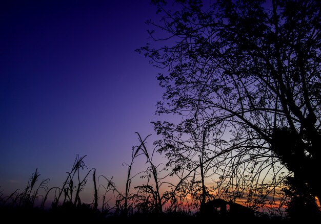 Photo beautiful scenery in the afternoon on the expanse of savanna grass and tree silhouettes focus on tree