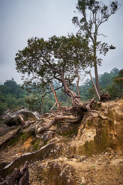 Beautiful scenery in the area of Mount Halimun Salak Indonesia