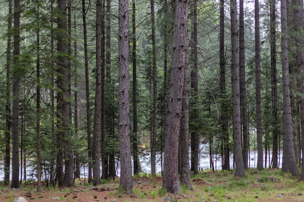 Beautiful scenery of cedar forest trees along riverbank