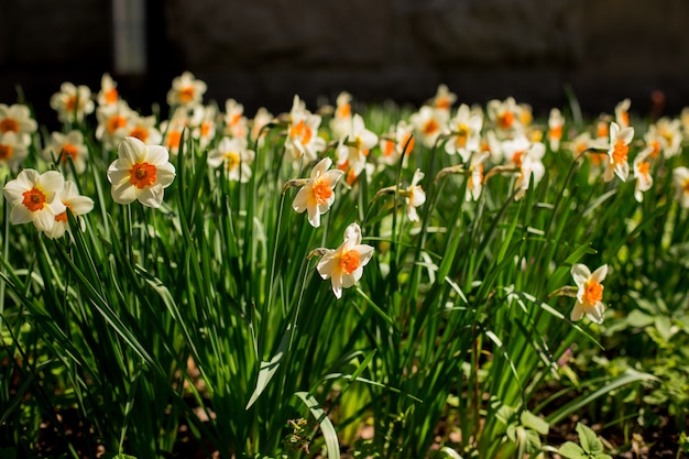 Beautiful scenery of daffodil flowers