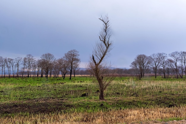 Beautiful scenery of the forest before the rain Forest landscape in spring or summer