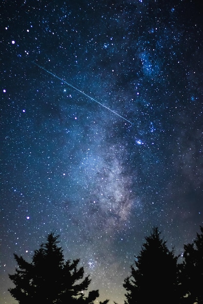 さまざまな木々の夜空にある天の川銀河の美しい風景