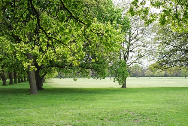 ニュージーランドのクライストチャーチ市の公園の美しい風景