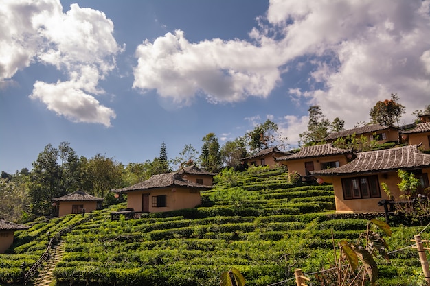 バンラックタイ、タイのメーホンソンでの茶畑の中で中国の村で日の出の間に美しい風景