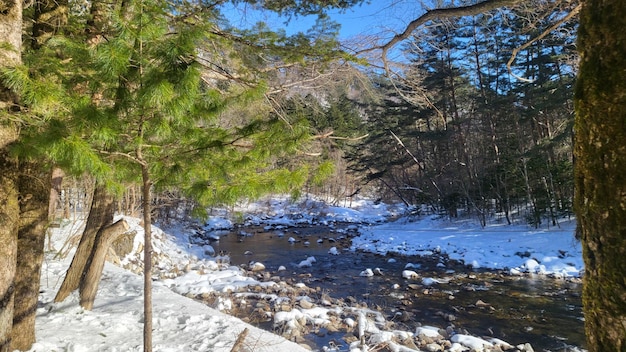 Foto bellissimi paesaggi e alberi nelle montagne invernali