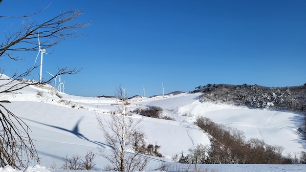 Foto bellissimi paesaggi e alberi nelle montagne invernali