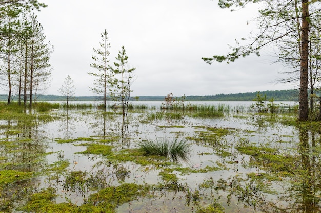 Beautiful scenery wetland lakes in the natural park Vepsian forest