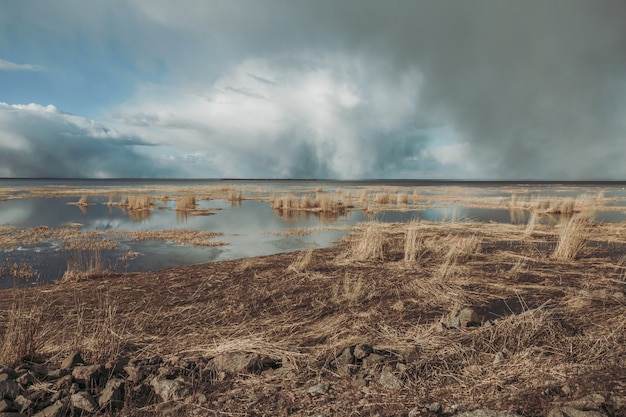 Beautiful scenery with dry grass in the wind on the seashore.