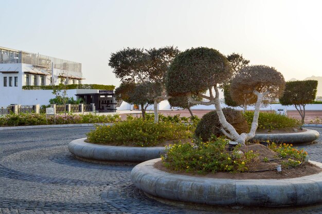 Beautiful scenery with round stone flowerbeds for growth with trees and leaves in a tropical exotic