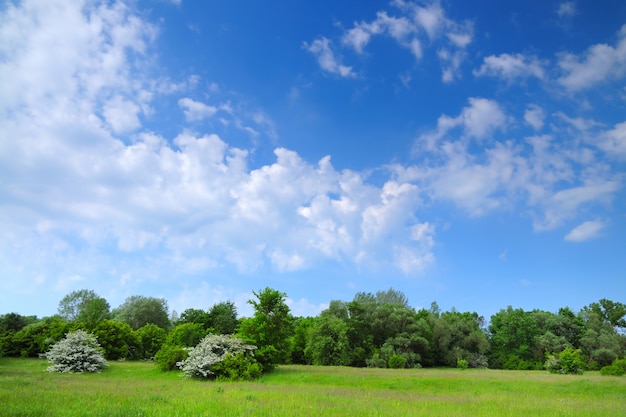 Beautiful scenic view of green trees in a field