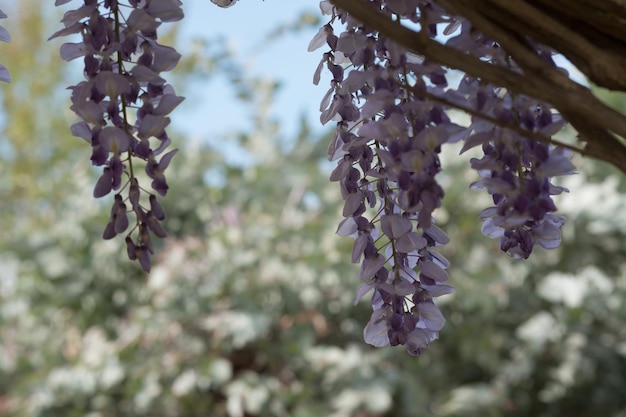 Beautiful scented flowers of a wisteria