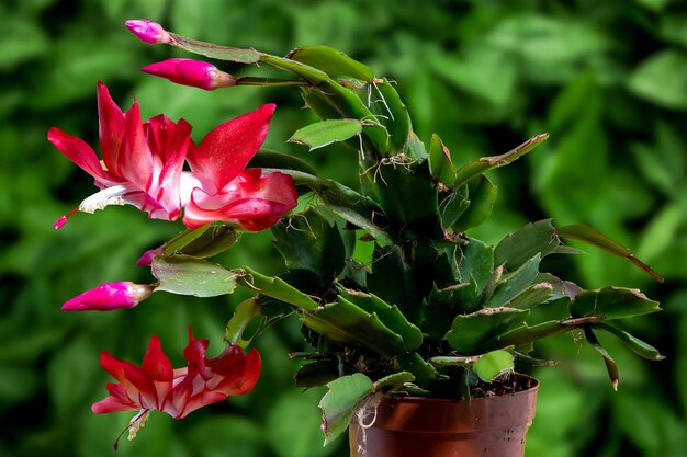 Beautiful Schlumbergera cactus with pink flowers and green leaves