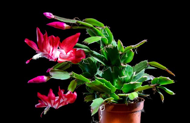 Beautiful Schlumbergera cactus with pink flowers and green leaves