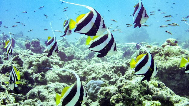 Bellissimo pesce banner di scolarizzazione sott'acqua alle maldive.