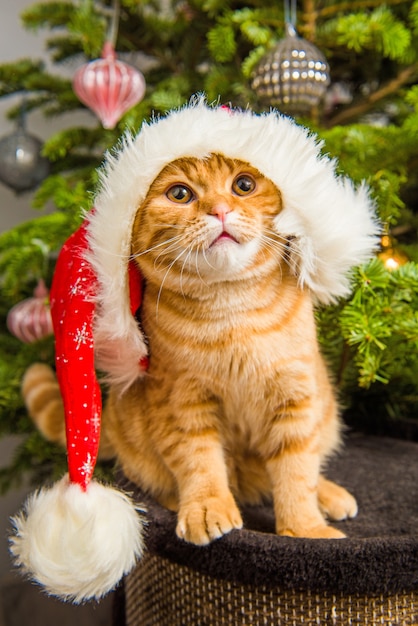 サンタの帽子をかぶった美しいスコティッシュフォールドの赤い猫がクリスマスツリーの近くに座っています