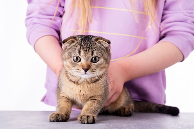 Beautiful scottish fold silver tabby portrait with its owner