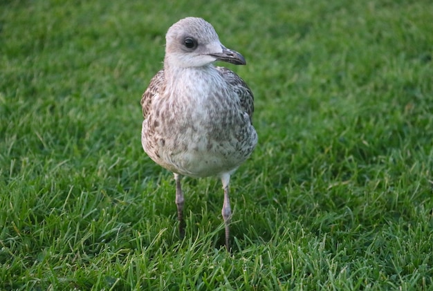 Photo beautiful sea bird standing on grass steering