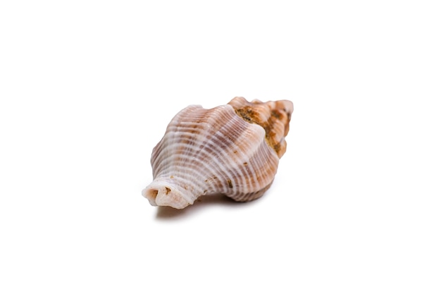 Beautiful sea shell isolated on white background