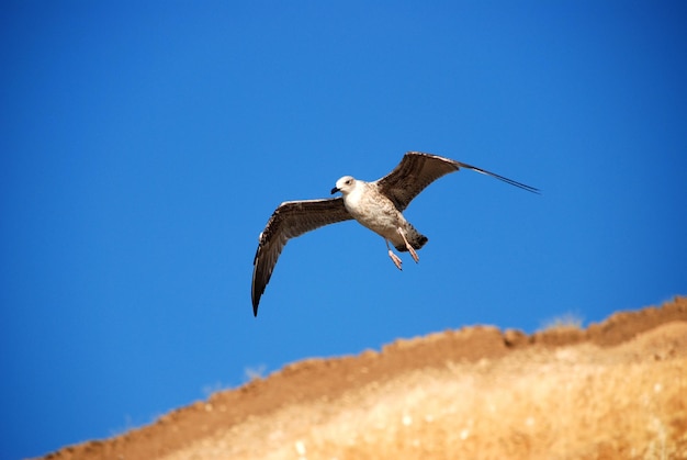 Beautiful seagull on a background blue sky