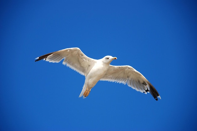 Beautiful seagull on a background blue sky