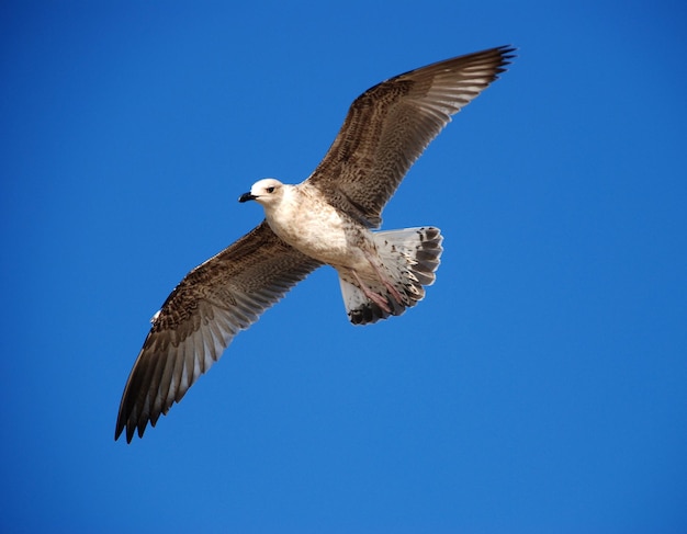 Foto bellissimo gabbiano su uno sfondo azzurro del cielo