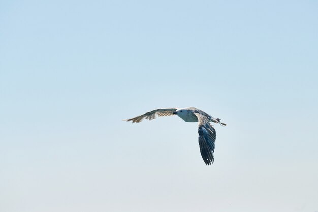 空を飛んでいる美しいカモメ