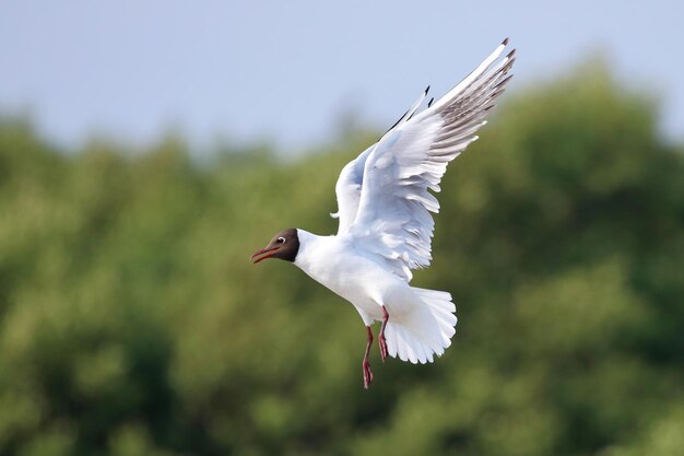 Beautiful Seagull flying in the forest