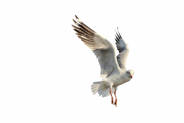 Beautiful seagull flying isolated on white background.