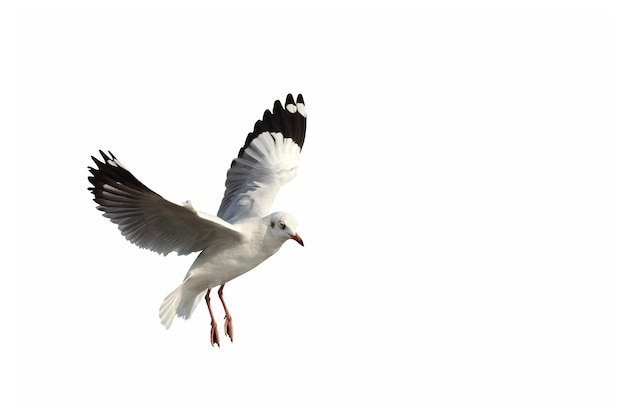 Beautiful seagull flying isolated on white background.