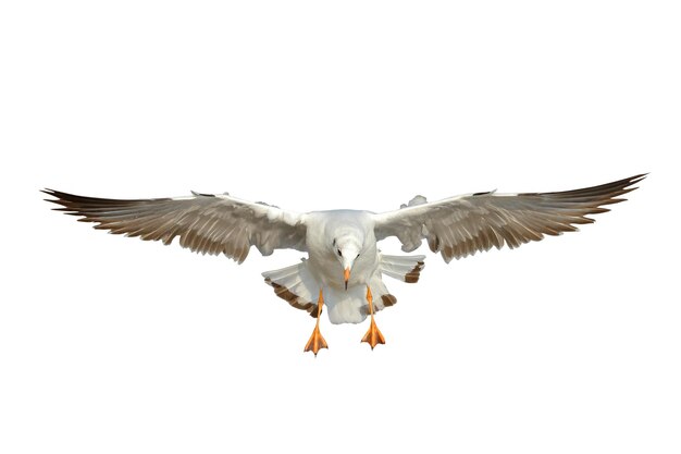 Beautiful seagull flying isolated on white background