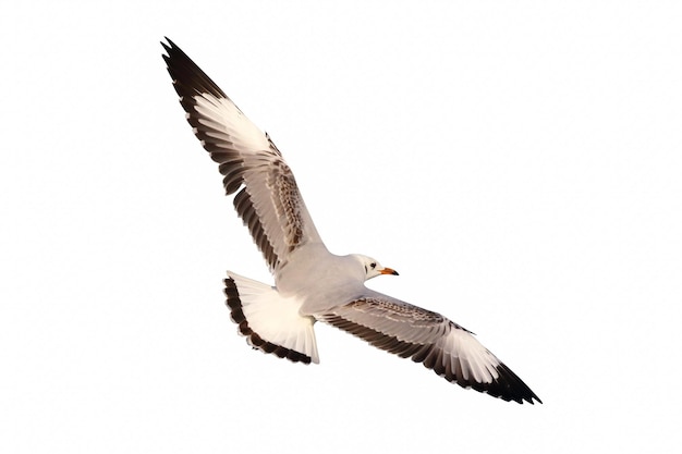 Beautiful seagull flying isolated on white background.